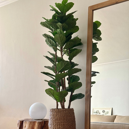 Aurora - Ficus lyrata 180cm, foto 1 - Magno Botanics