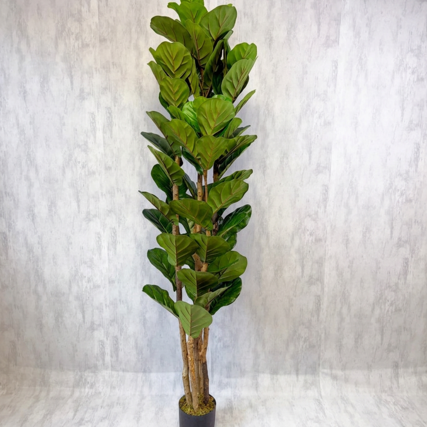 Aurora - Ficus lyrata 180cm, foto 3 - Magno Botanics