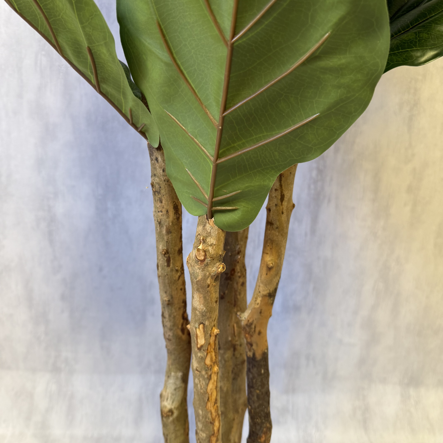 Aurora - Ficus lyrata 180cm, foto 6 - Magno Botanics