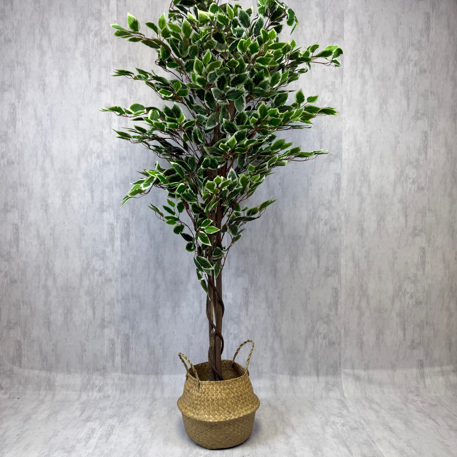 Benjamina con macetero de Yute ultraligero L, foto 1 - Magno Botanics