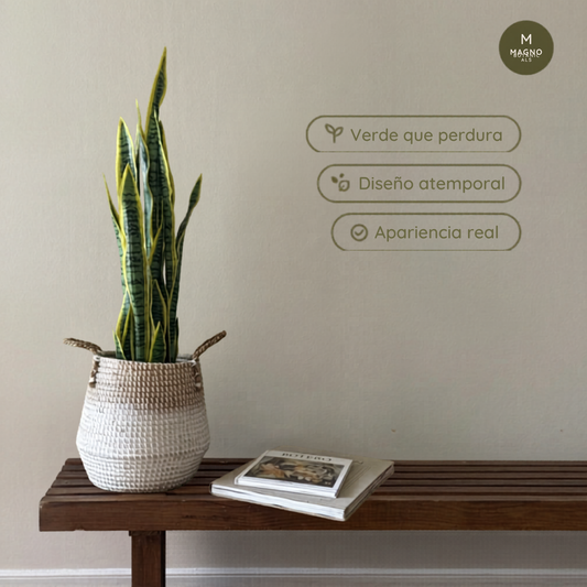 Birna · Planta Lengua de Suegra 90cm, foto 1 - Magno Botanics