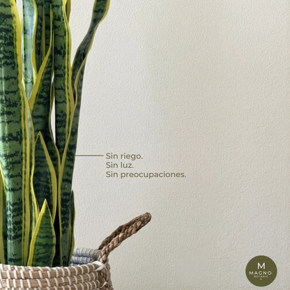 Birna · Planta Lengua de Suegra 90cm, foto 2 - Magno Botanics