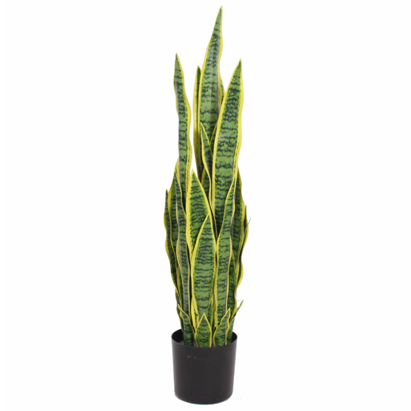 Birna · Planta Lengua de Suegra 90cm, foto 3 - Magno Botanics