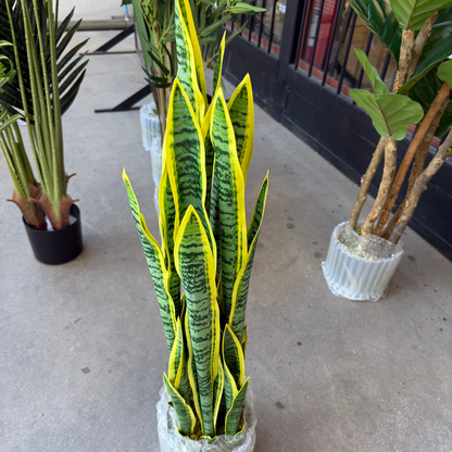 Birna · Planta Lengua de Suegra 90cm, foto 4 - Magno Botanics