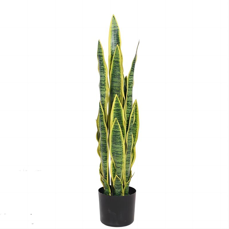 Birna · Planta Lengua de Suegra 90cm, foto 5 - Magno Botanics