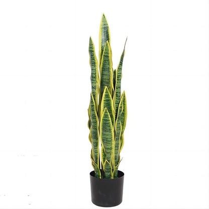 Birna · Planta Lengua de Suegra 90cm, foto 5 - Magno Botanics