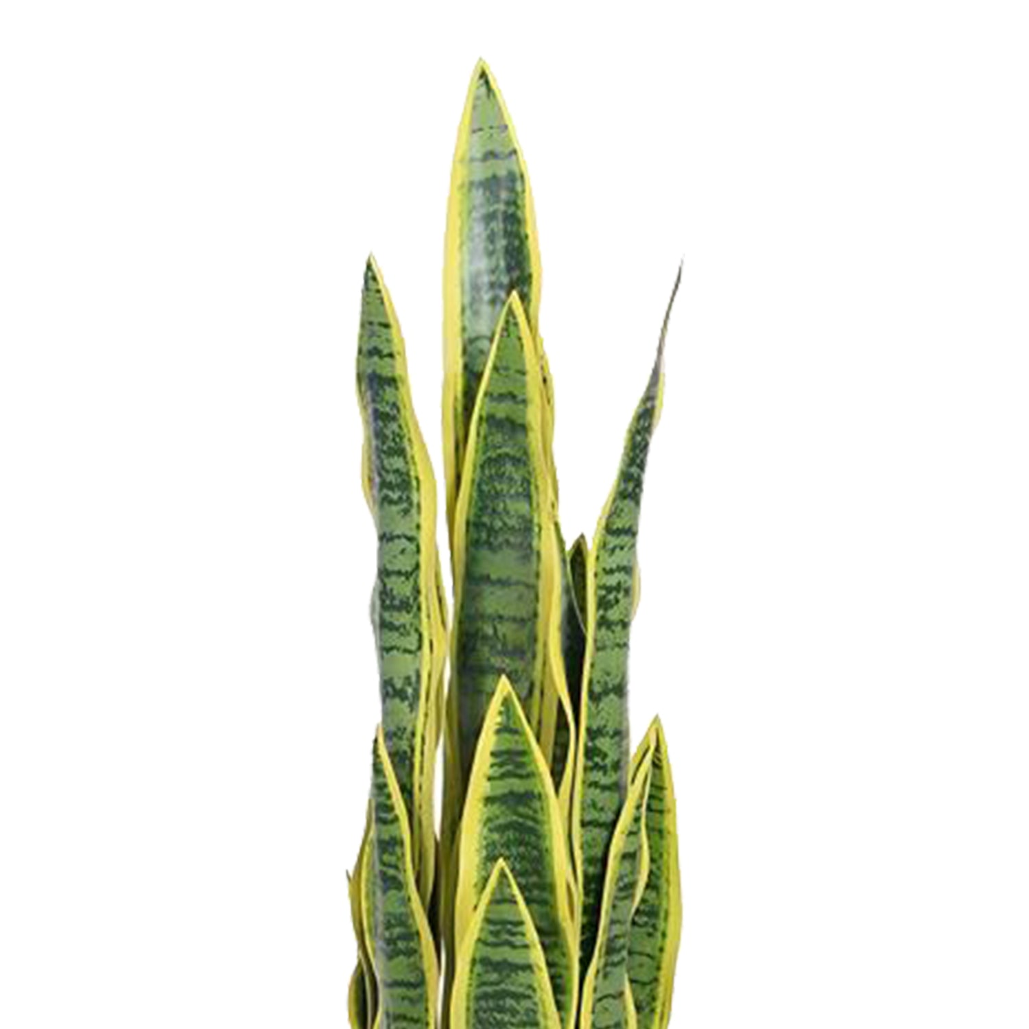 Birna · Planta Lengua de Suegra 90cm, foto 6 - Magno Botanics
