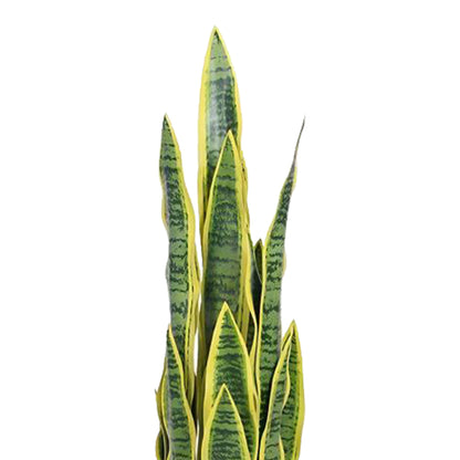 Birna · Planta Lengua de Suegra 90cm, foto 6 - Magno Botanics
