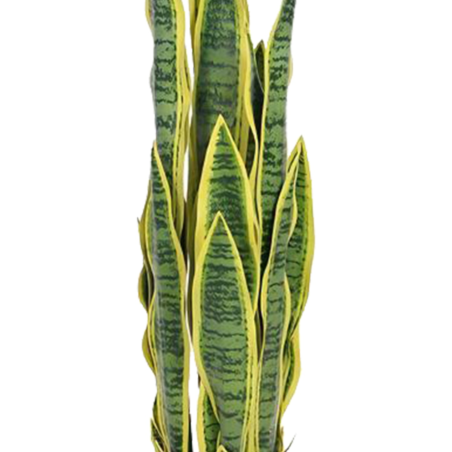 Birna · Planta Lengua de Suegra 90cm, foto 7 - Magno Botanics