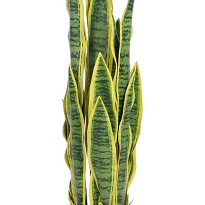 Birna · Planta Lengua de Suegra 90cm, foto 7 - Magno Botanics