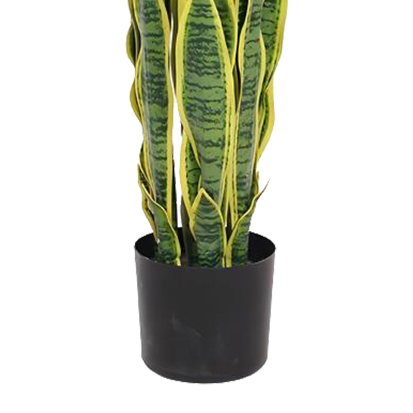 Birna · Planta Lengua de Suegra 90cm, foto 8 - Magno Botanics