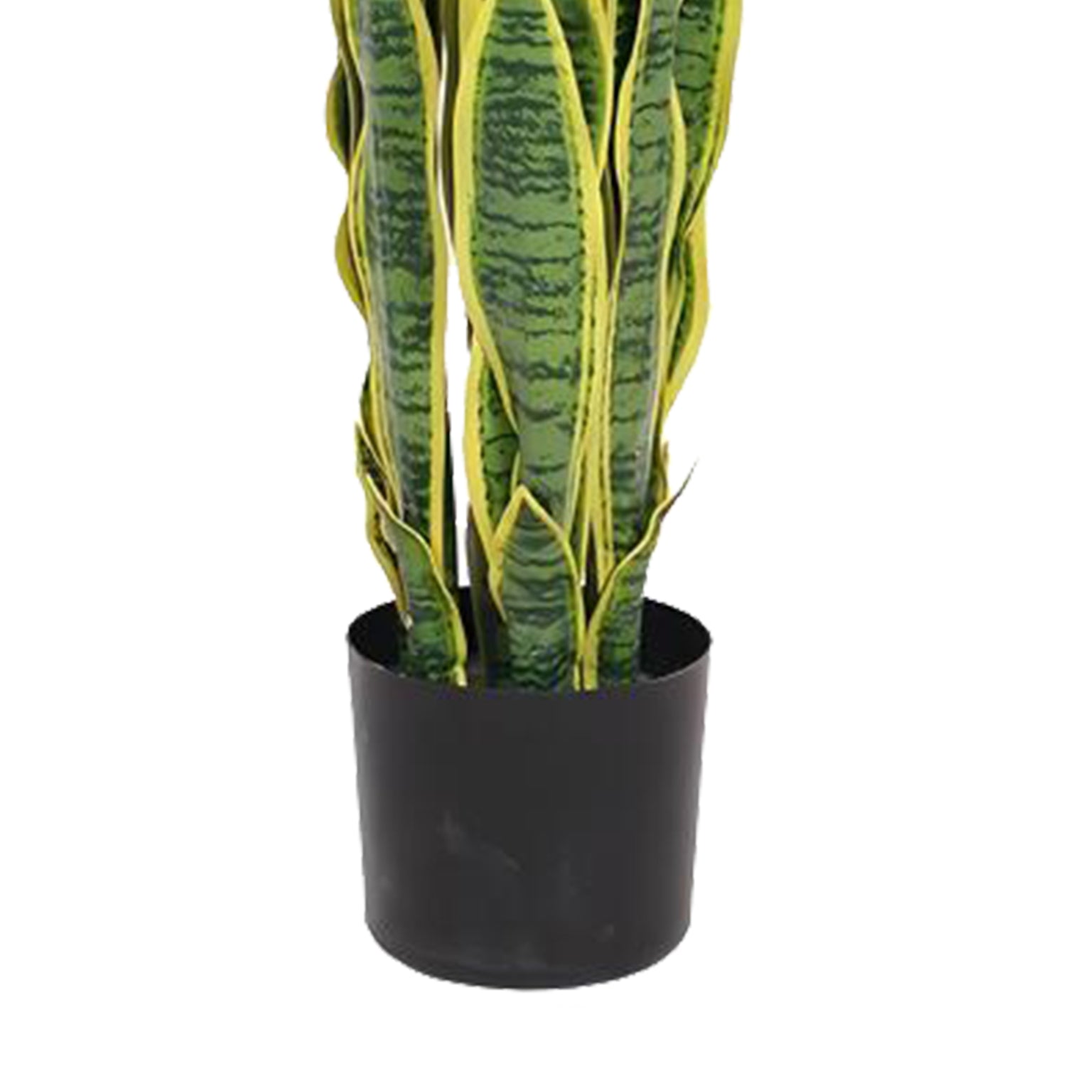 Birna · Planta Lengua de Suegra 90cm, foto 8 - Magno Botanics