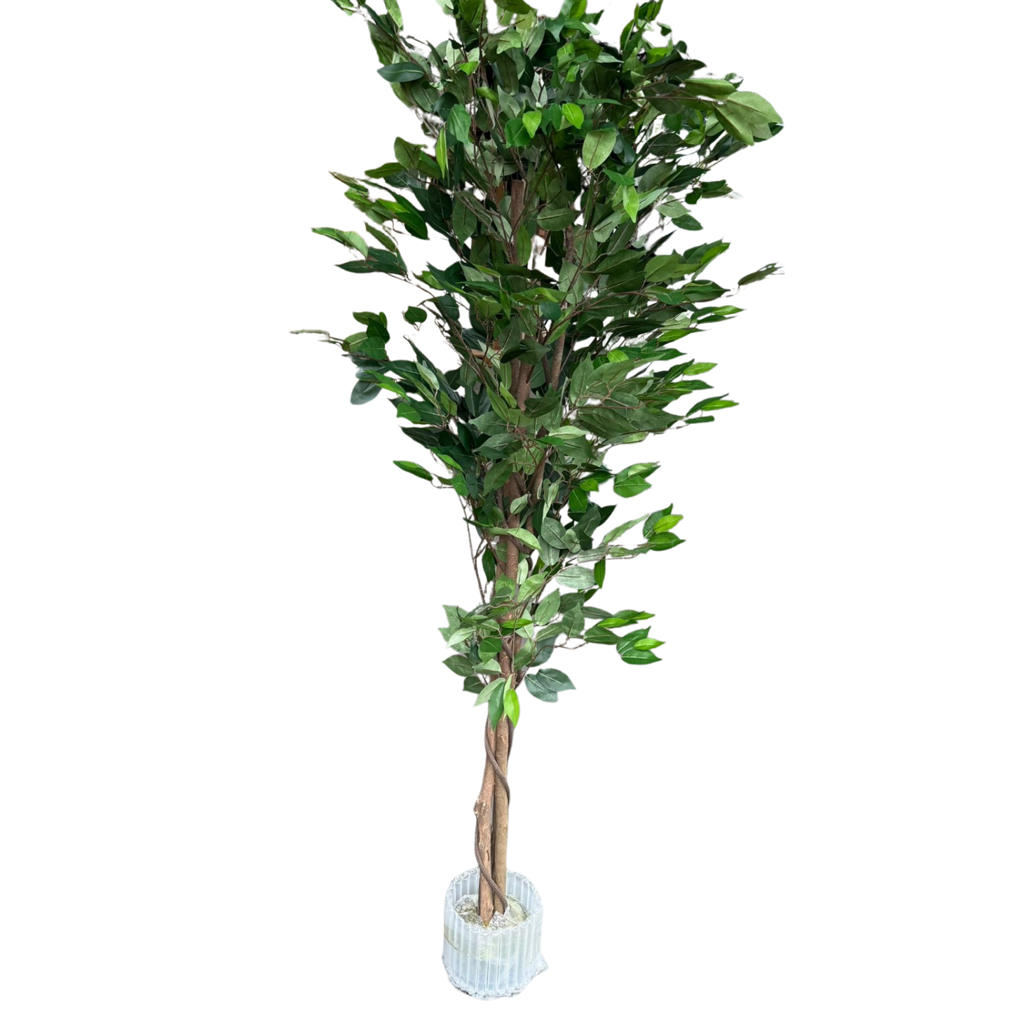 Dalia - Ficus verde 180cm, foto 1 - Magno Botanics