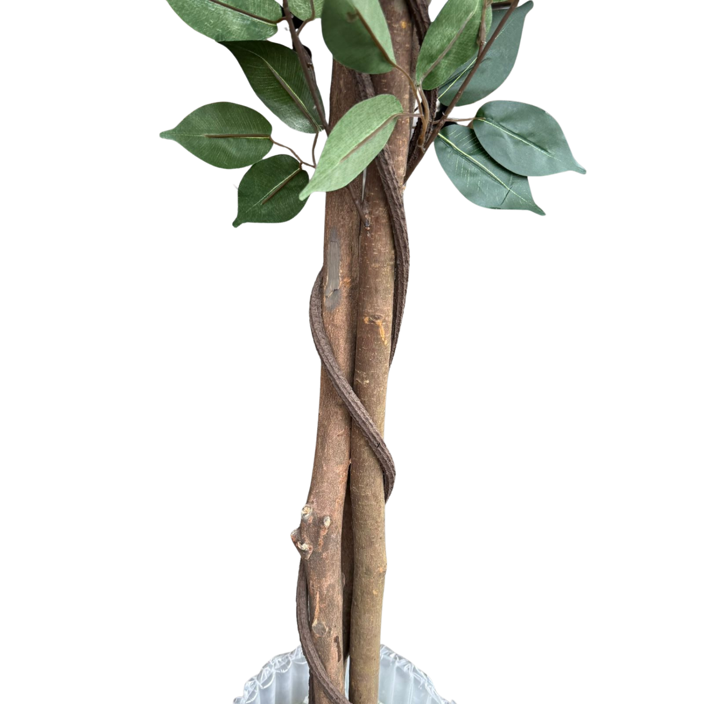 Dalia - Ficus verde 180cm, foto 2 - Magno Botanics