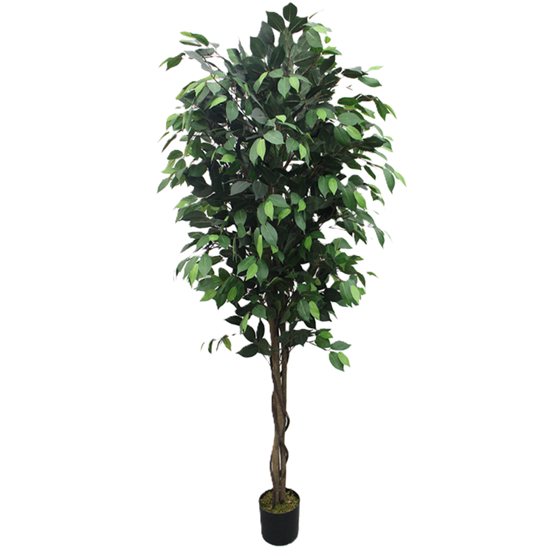 Dalia - Ficus verde 180cm, foto 3 - Magno Botanics