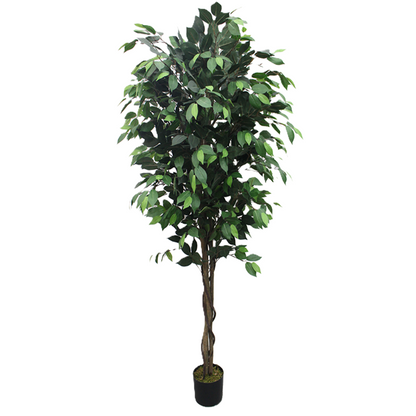 Dalia - Ficus verde 180cm, foto 3 - Magno Botanics