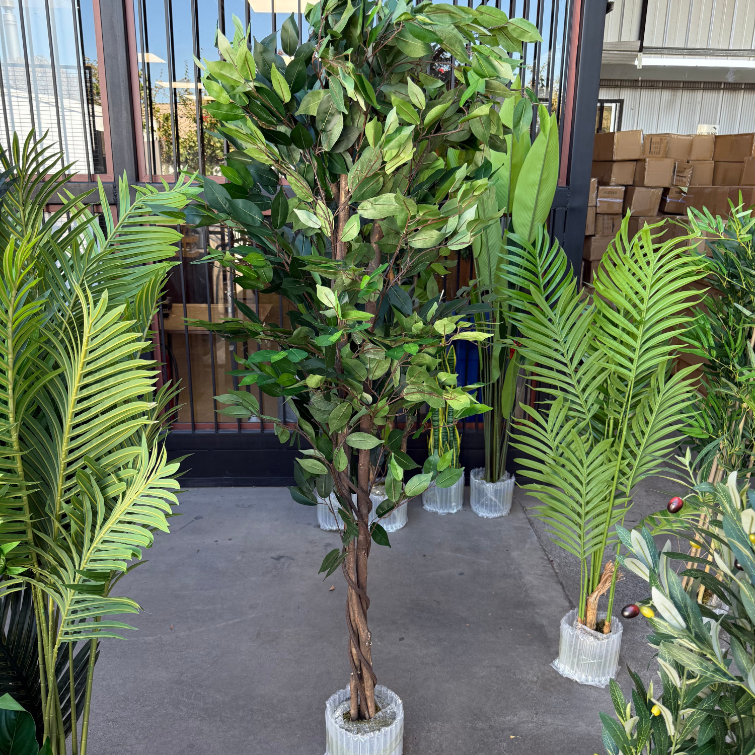 Dalia - Ficus verde 180cm, foto 4 - Magno Botanics