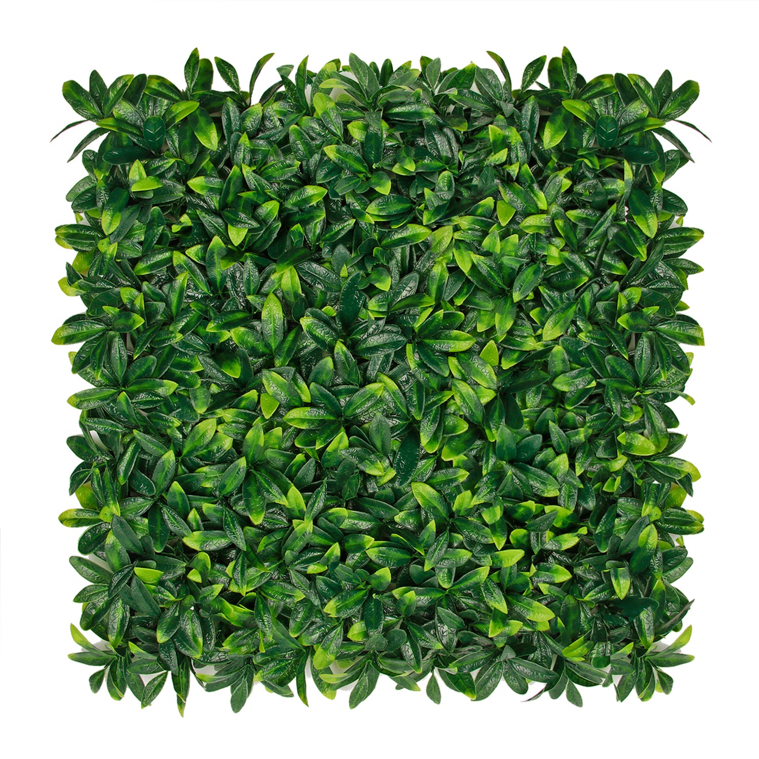 Edda · Mural artificial Ligustro 50x50 cm, foto 1 - Magno Botanics