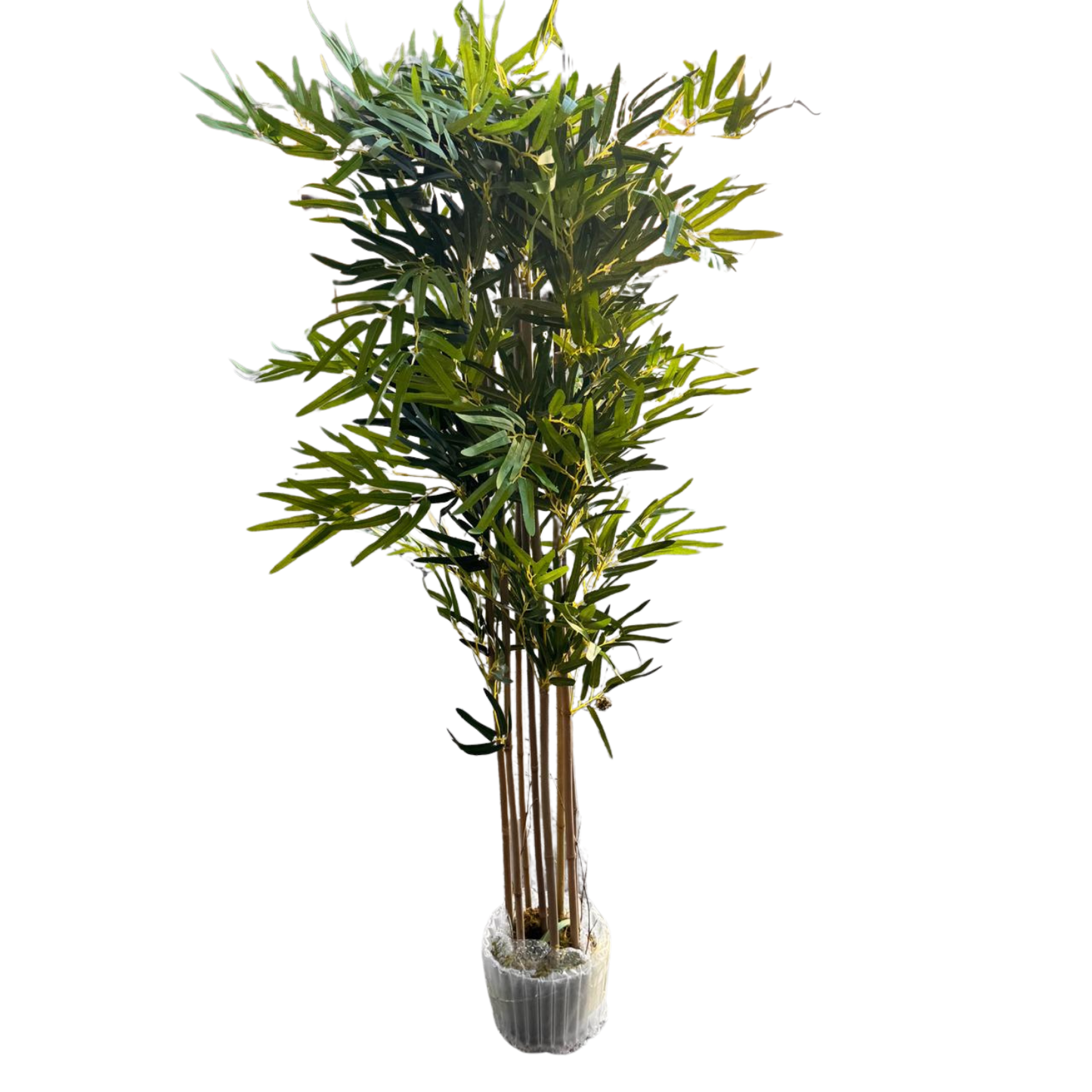 Elara · Planta Bambú 150cm, foto 2 - Magno Botanics