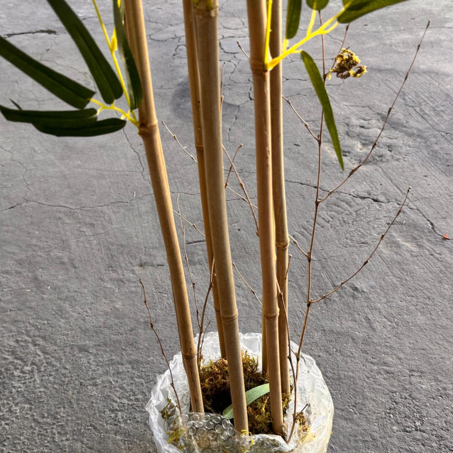 Elara · Planta Bambú 150cm, foto 4 - Magno Botanics