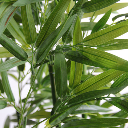 Elara · Planta Bambú 150cm, foto 5 - Magno Botanics