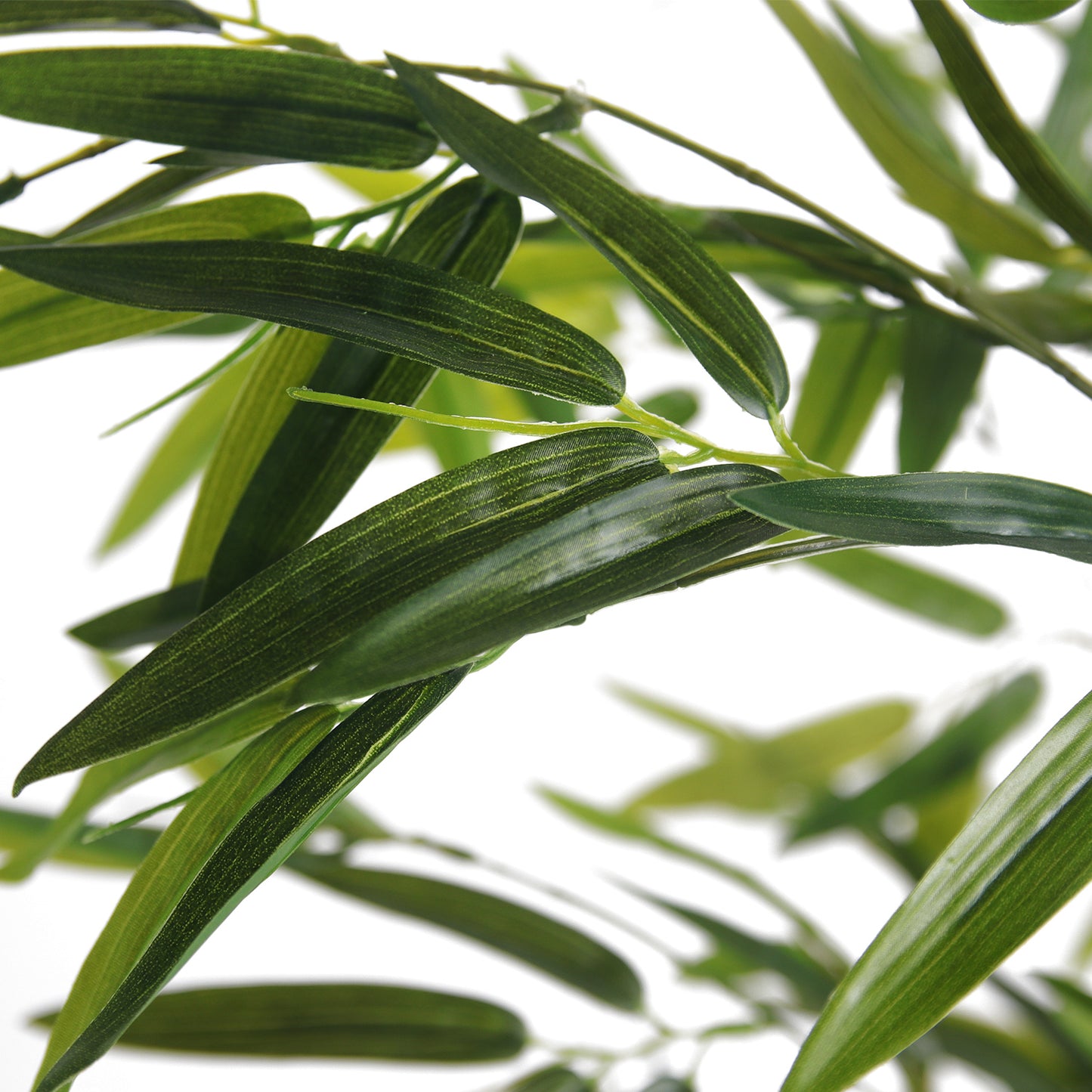 Elara · Planta Bambú 150cm, foto 6 - Magno Botanics