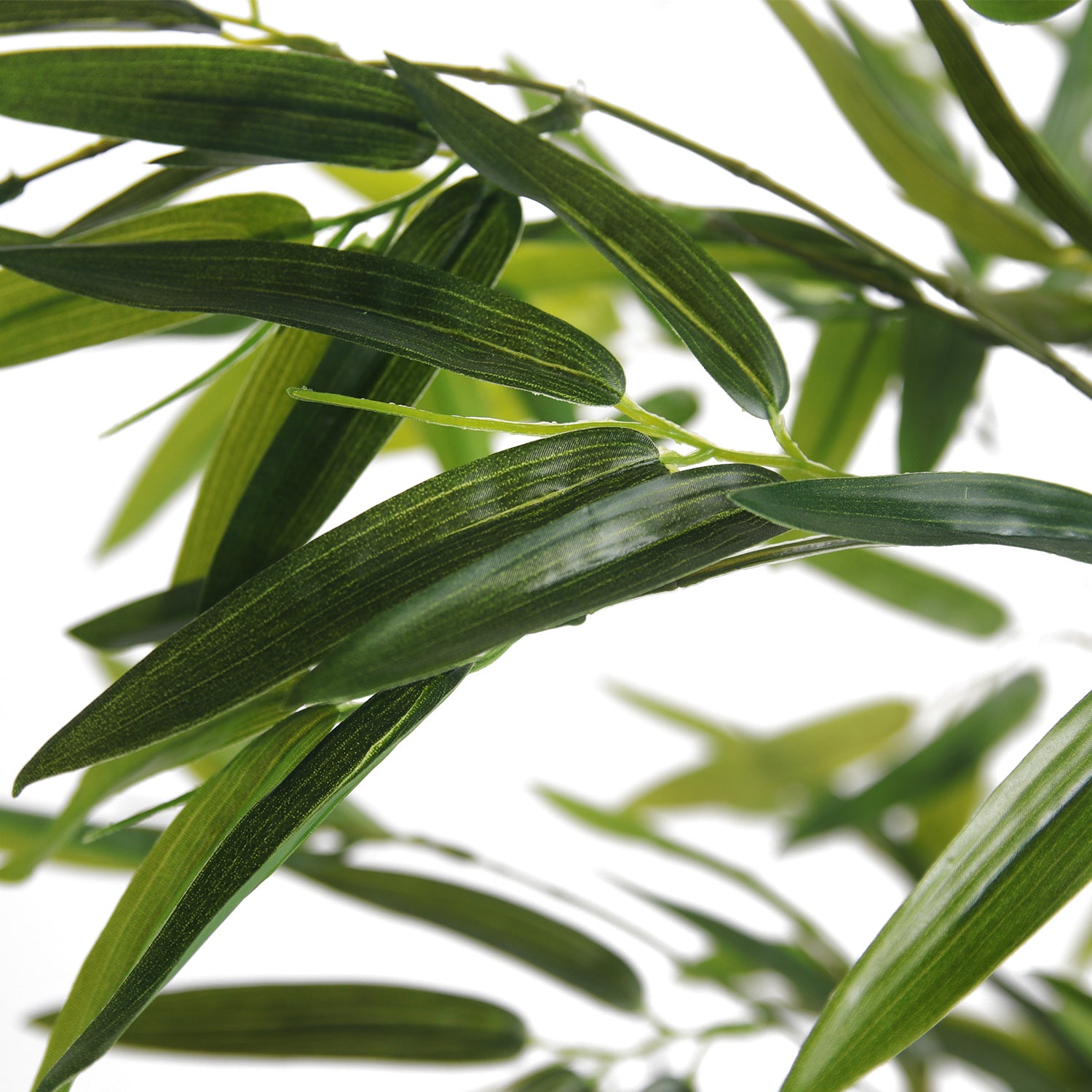 Elara · Planta Bambú 150cm, foto 6 - Magno Botanics