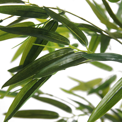 Elara · Planta Bambú 150cm, foto 6 - Magno Botanics