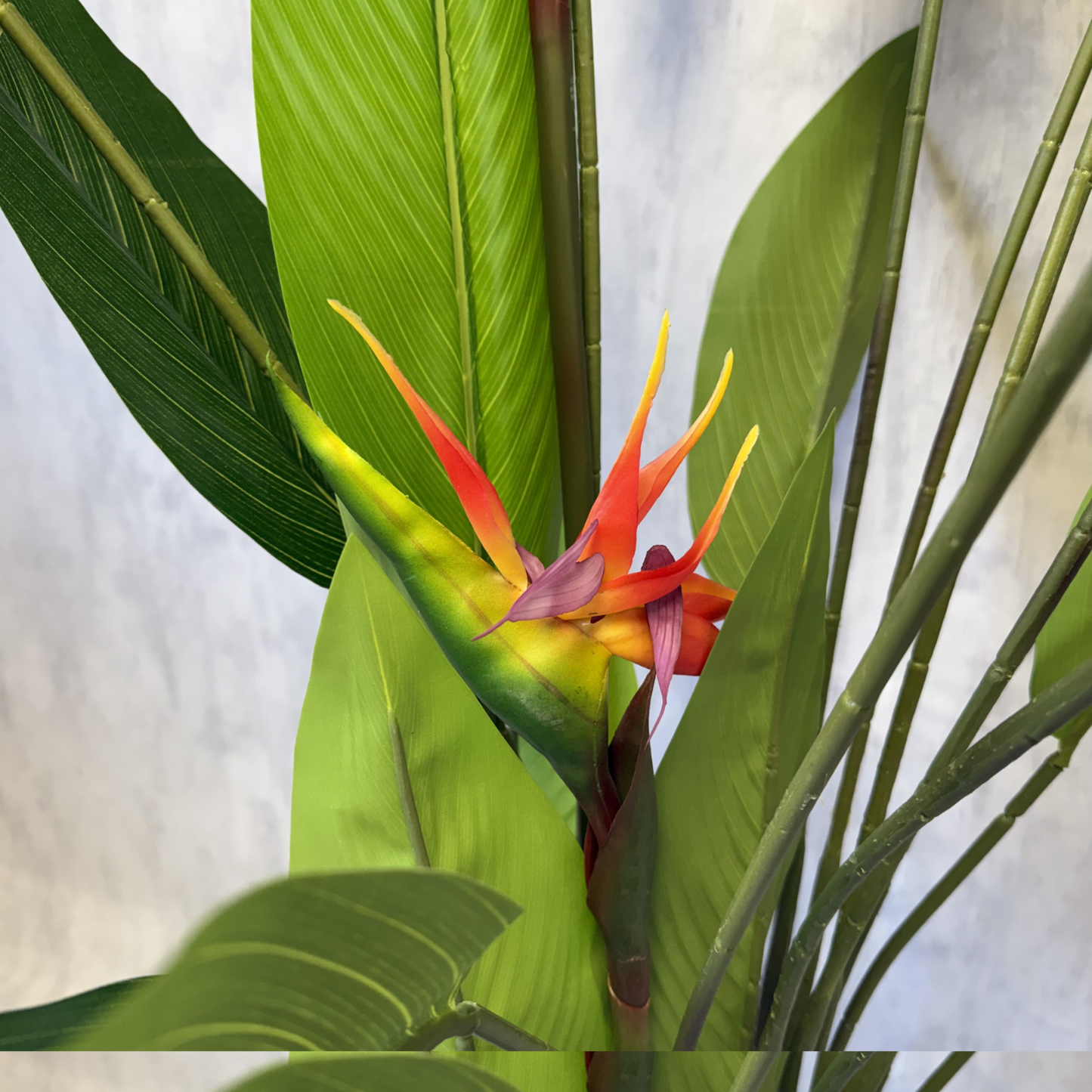 Isadora XL - Ave del Paraíso 180cm, foto 2 - Magno Botanics