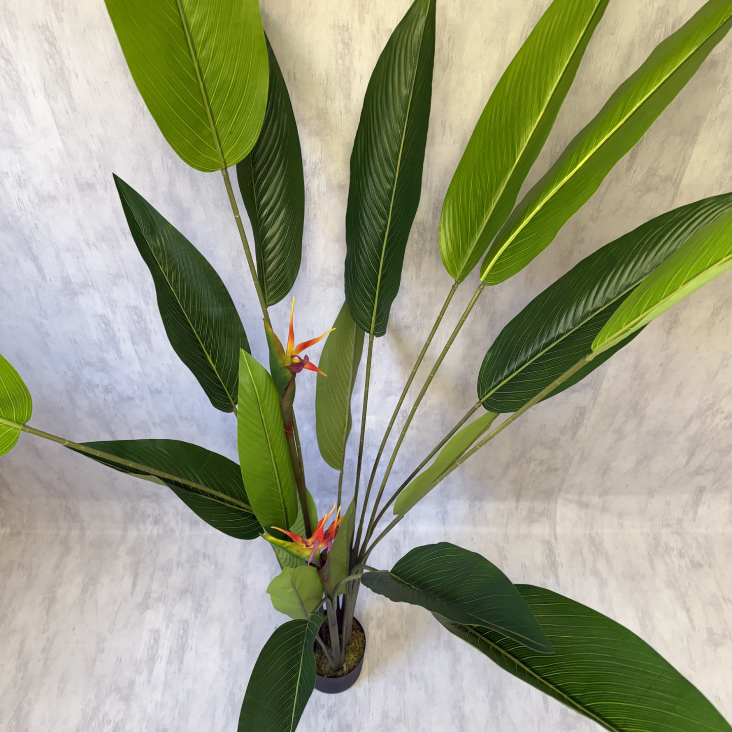 Isadora XL - Ave del Paraíso 180cm, foto 3 - Magno Botanics