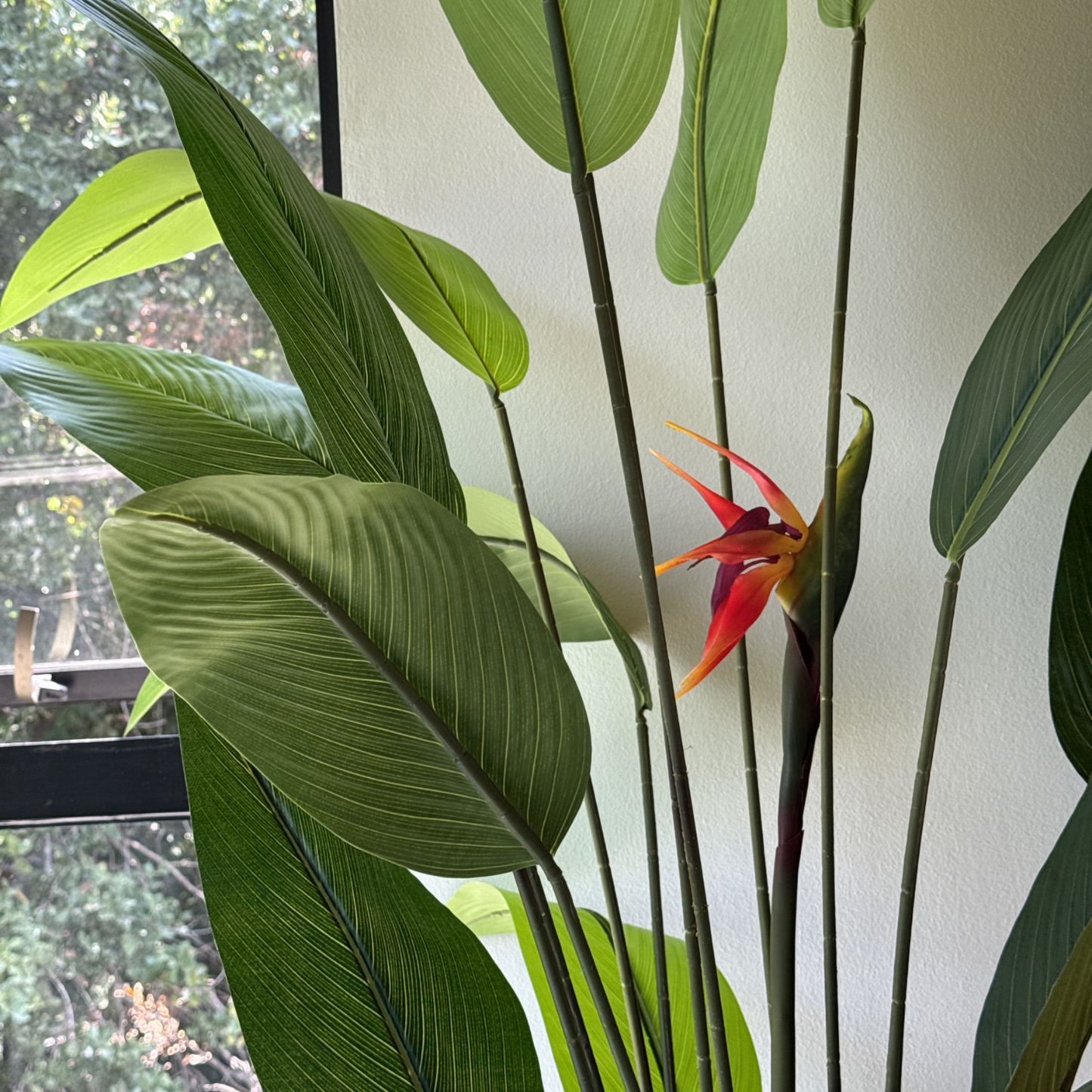 Isadora XL - Ave del Paraíso 180cm, foto 4 - Magno Botanics