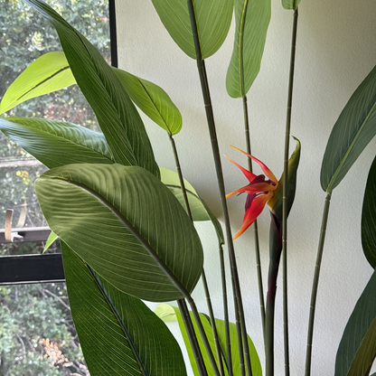 Isadora XL - Ave del Paraíso 180cm, foto 4 - Magno Botanics