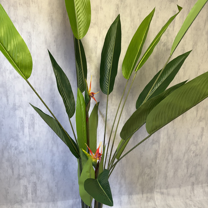 Isadora XL - Ave del Paraíso 180cm, foto 5 - Magno Botanics