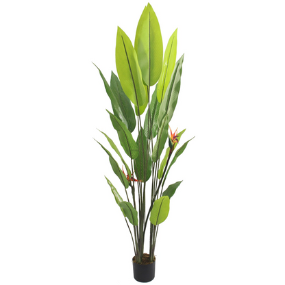 Isadora XL - Ave del Paraíso 180