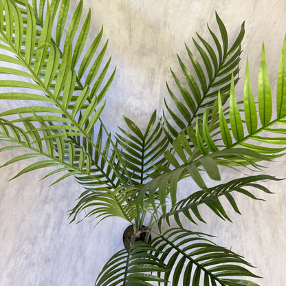 Kentia - Palmera 150cm, foto 2 - Magno Botanics