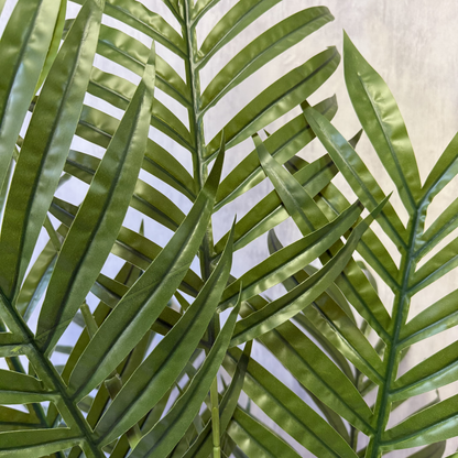 Kentia - Palmera 150cm, foto 3 - Magno Botanics