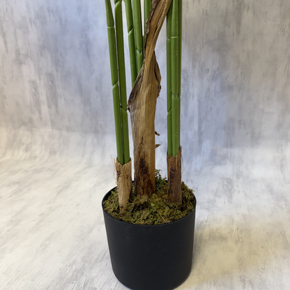 Kentia - Palmera 150cm, foto 4 - Magno Botanics
