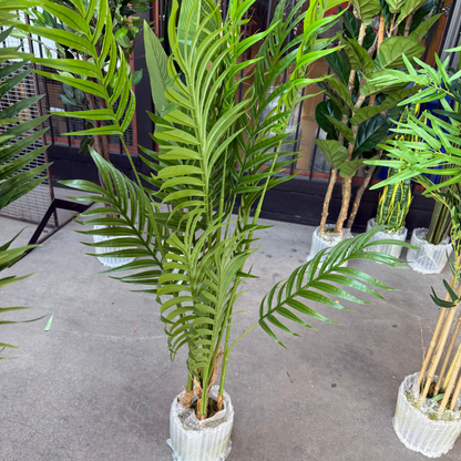 Kentia - Palmera 150cm, foto 5 - Magno Botanics