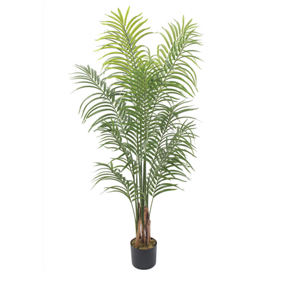 Kentia - Palmera 150cm