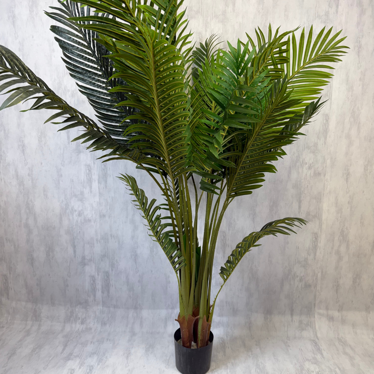 Matilda - Palmera 170cm, foto 2 - Magno Botanics