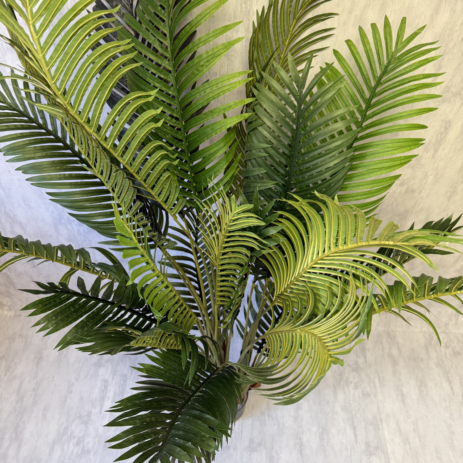 Matilda - Palmera 170cm, foto 3 - Magno Botanics