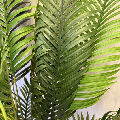 Matilda - Palmera 170cm, foto 4 - Magno Botanics
