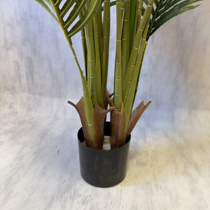 Matilda - Palmera 170cm, foto 5 - Magno Botanics