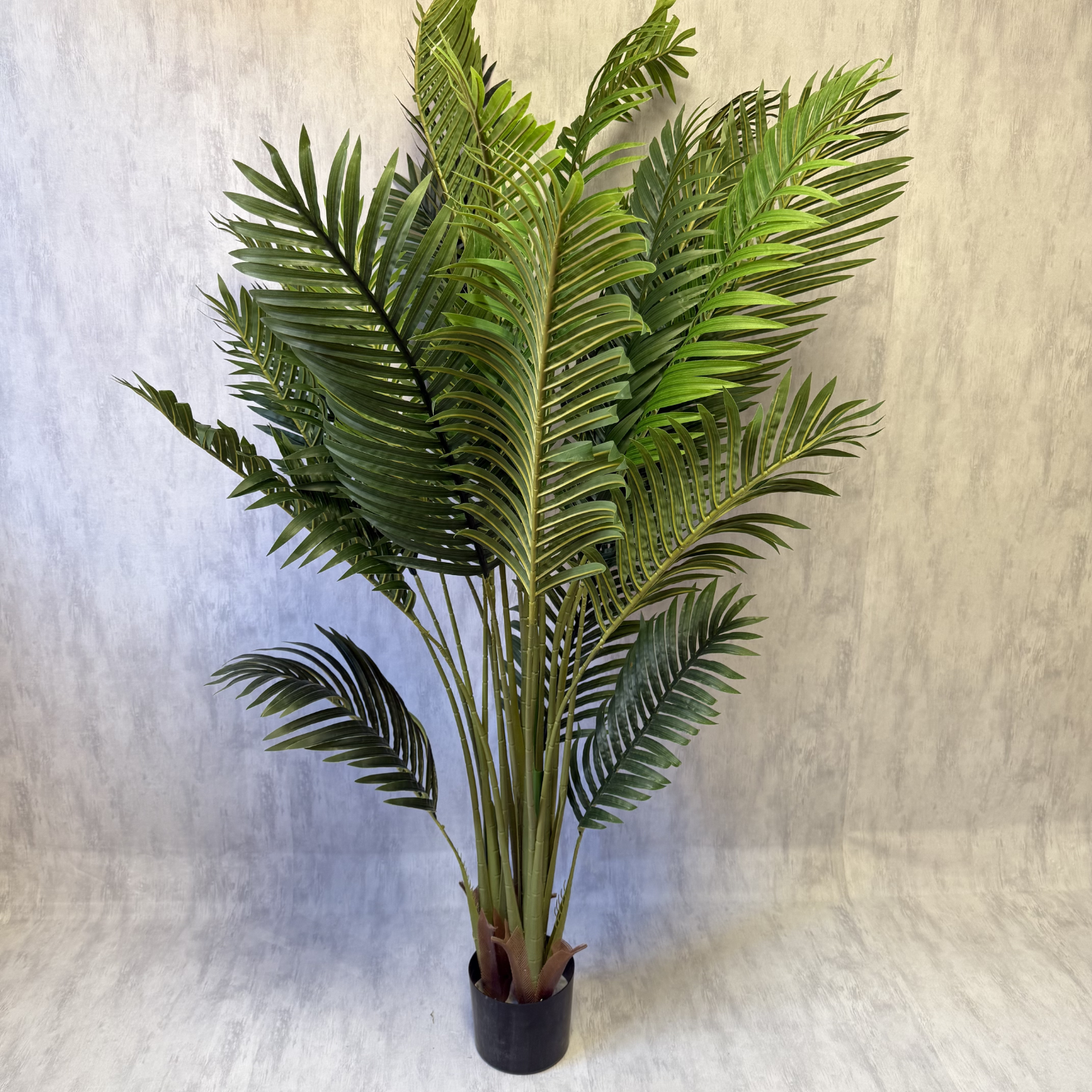 Matilda - Palmera 170cm, foto 6 - Magno Botanics