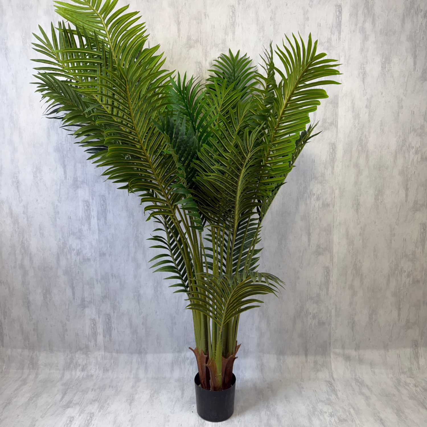 Matilda - Palmera 170cm, foto 7 - Magno Botanics