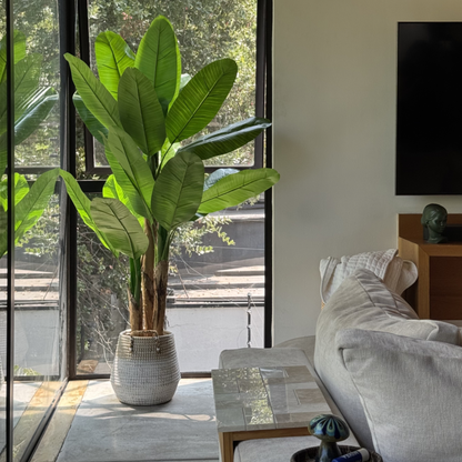 Musa - Banano 150cm, foto 1 - Magno Botanics