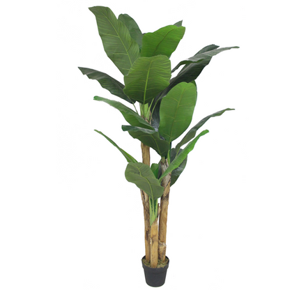 Musa - Banano 150cm, foto 2 - Magno Botanics