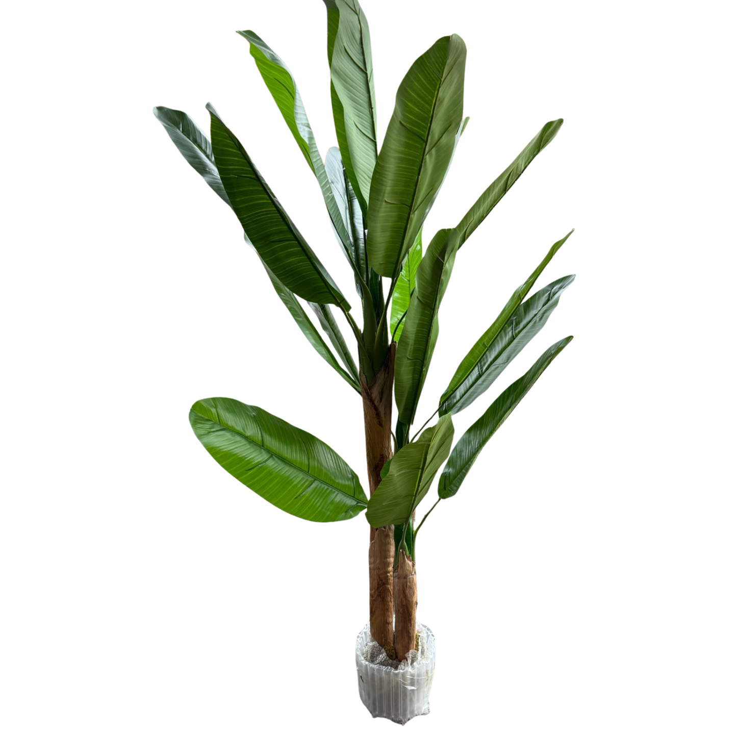 Musa - Banano 150cm, foto 3 - Magno Botanics