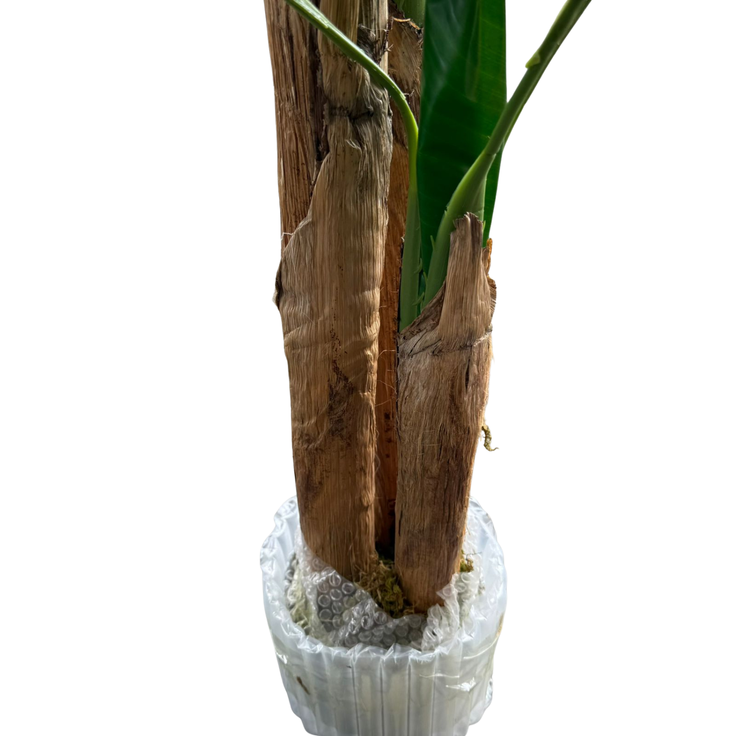 Musa - Banano 150cm, foto 4 - Magno Botanics