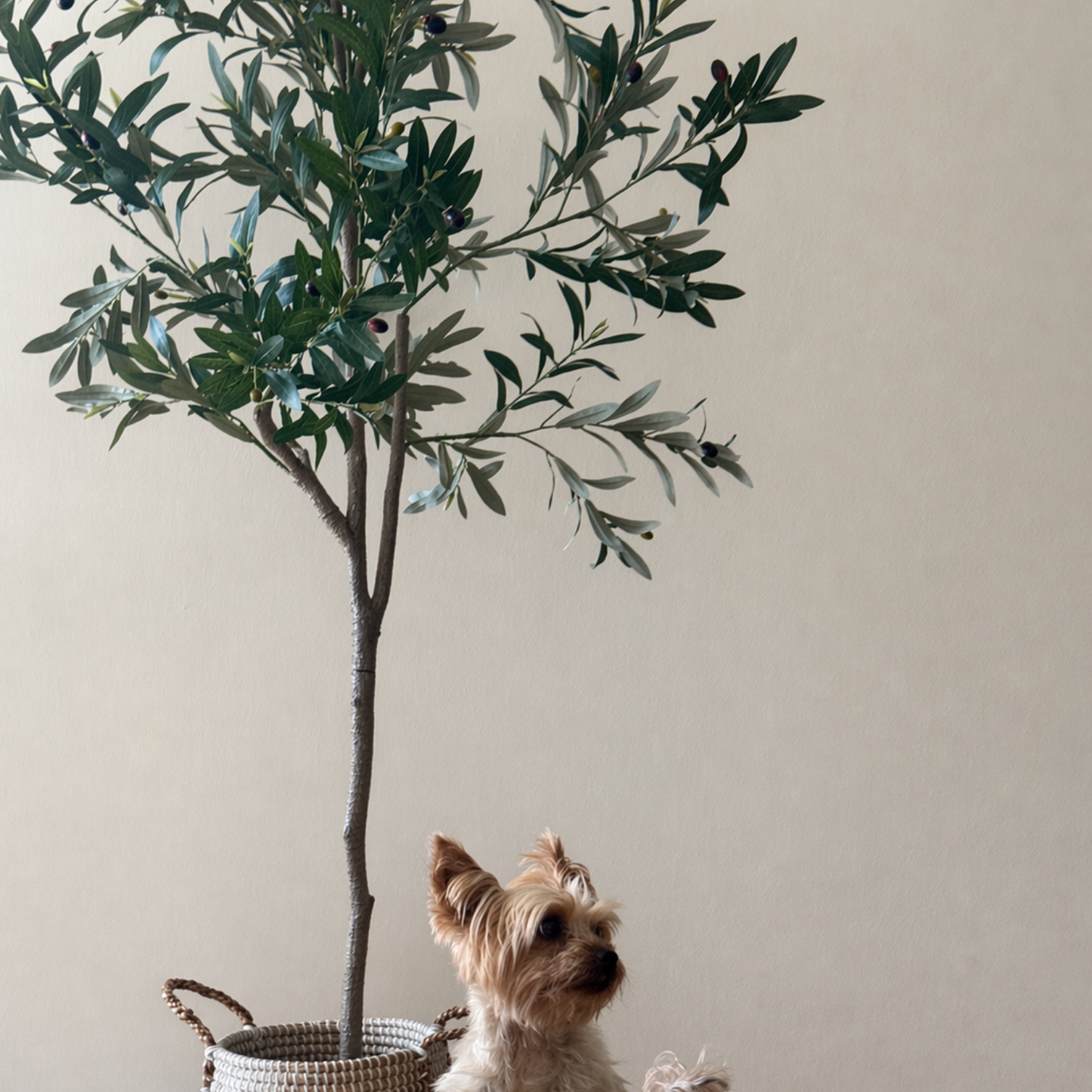 Olivia - Olivo 175cm, foto 1 - Magno Botanics